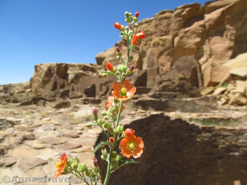 Globmallow flowers inside Pueblo Bonito.