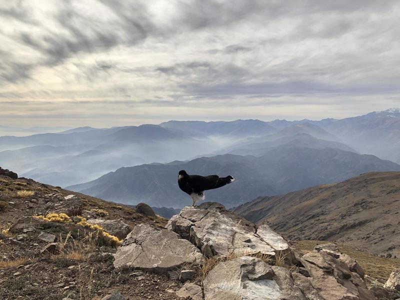 A Cara Cara hanging out on the summit.