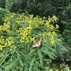 Wildflowers attract a lot of butterflies along the Wetlands Trail.