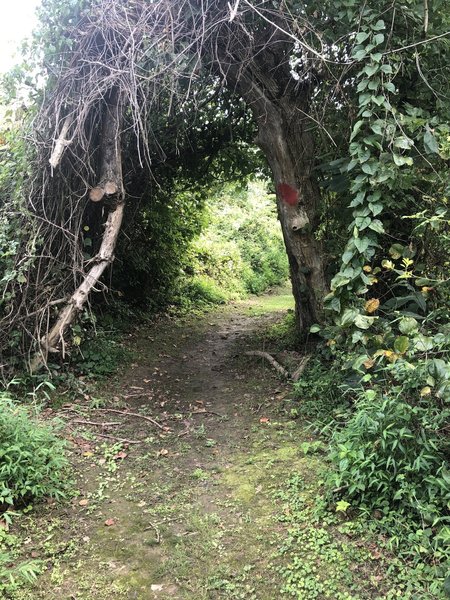 Interesting tree cover over the Accotink Creek Trail.