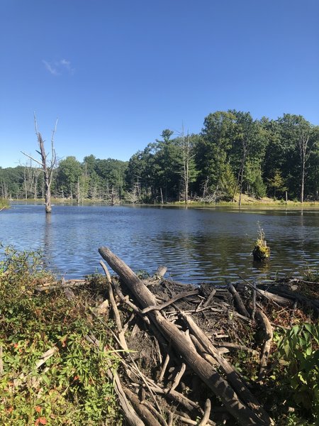 Beautiful beaver dam.