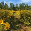 Wildflowers galore in the meadow.