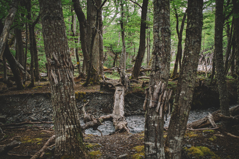 Downed Tree River Crossing