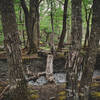 Downed Tree River Crossing