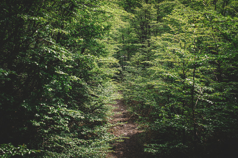 Overgrown foot path - the low frequency of backpackers means that many parts of the trail are snug.