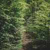 Overgrown foot path - the low frequency of backpackers means that many parts of the trail are snug.