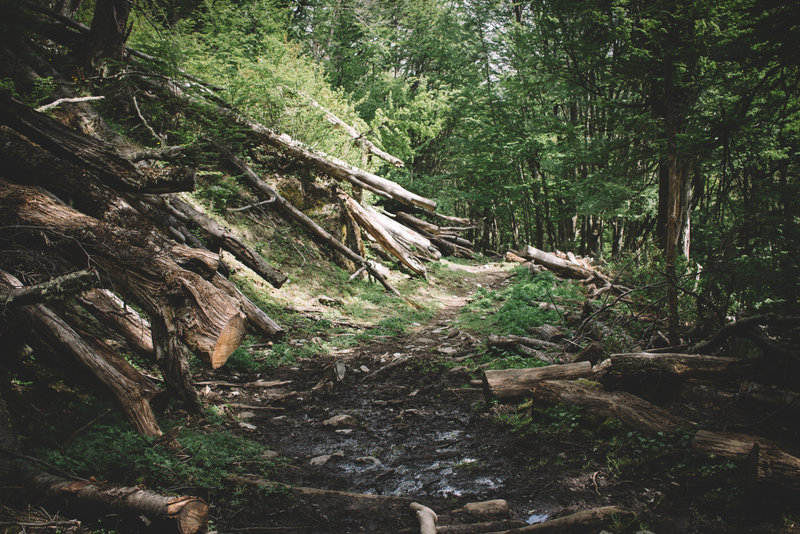 Beautiful Fuegian Beech Forest, but trees (Nothofagus) and their branches fall quite frequently and path is frequently muddy.