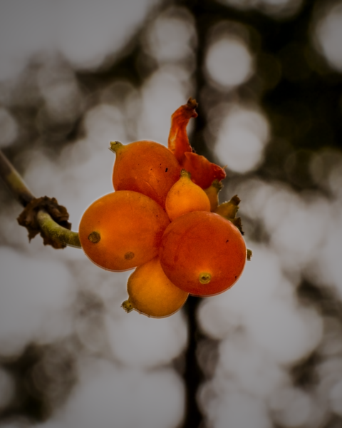 Colder weather is starting to wither the berries.