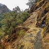 The Rogue River Trail as it hugs the rocky canyon walls covered in lush green moss.