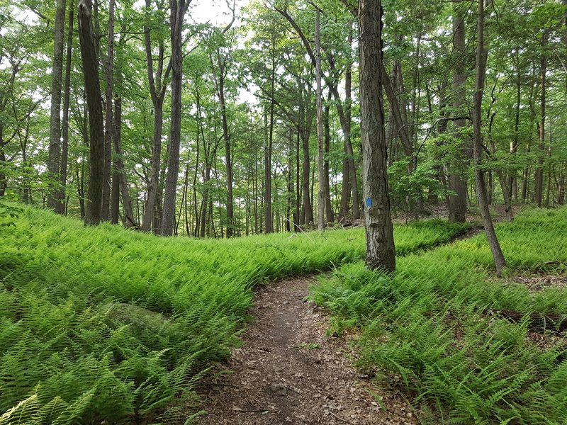 Shrubs along the Blue Trail at Turkey Hill Preserve.