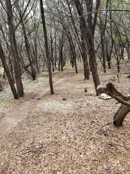 Nice smooth section of the trail towards the start.