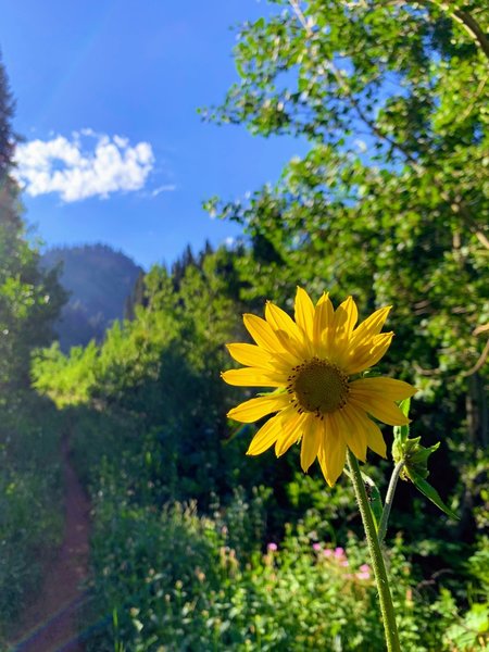 Lots of flowers when they are in bloom!