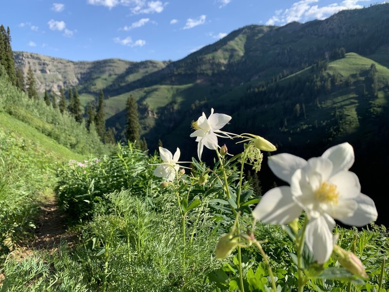 Along the never ending switchbacks!