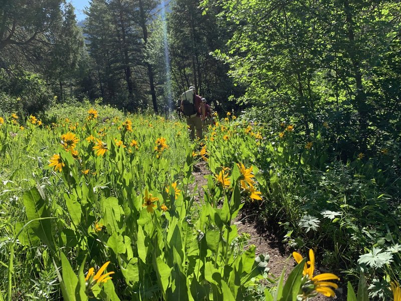 Wildflowers in bloom on the Dry Canyon trail.