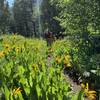 Wildflowers in bloom on the Dry Canyon trail.