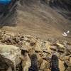 Top of the false summit, looking east towards Mount Cameron. The trail to there is clear from here, next step of the Decalibron loop, clockwise from Kite Lake.