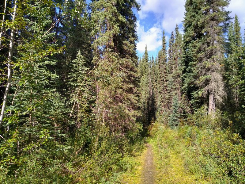 A lot of this section of the North Boundary Trail runs through dense, beautiful fir forest.