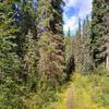 A lot of this section of the North Boundary Trail runs through dense, beautiful fir forest.