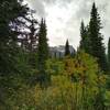 Mount Conway can be glimpsed through the trees near Howse Pass, from the David Thompson Heritage Trail.