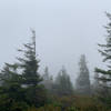 Trees near Bear Rocks