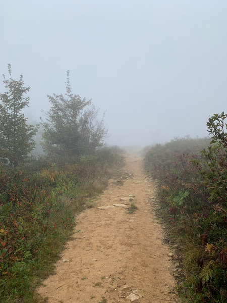 Bear Rocks Trail