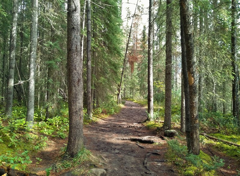 Lower Sunwapta Falls trail runs through the beautiful fir forest.