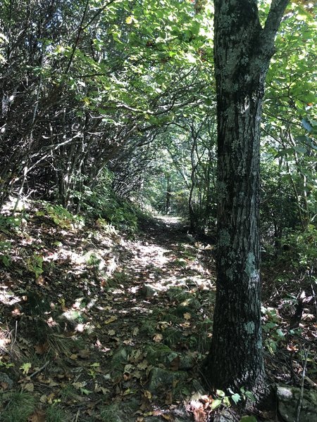 This is the entrance from the intersection at Elliott Knob towet