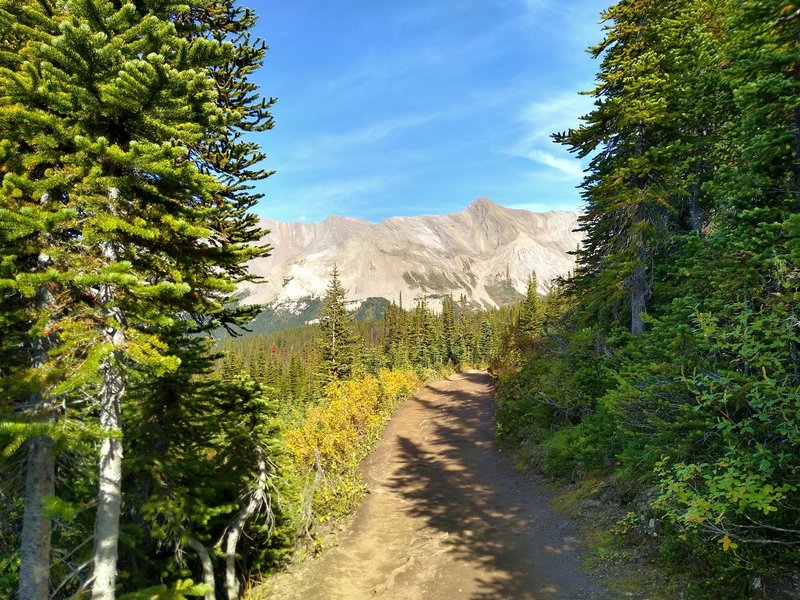 Parker Ridge Trail starts off in the thin fir forest with mountain views.