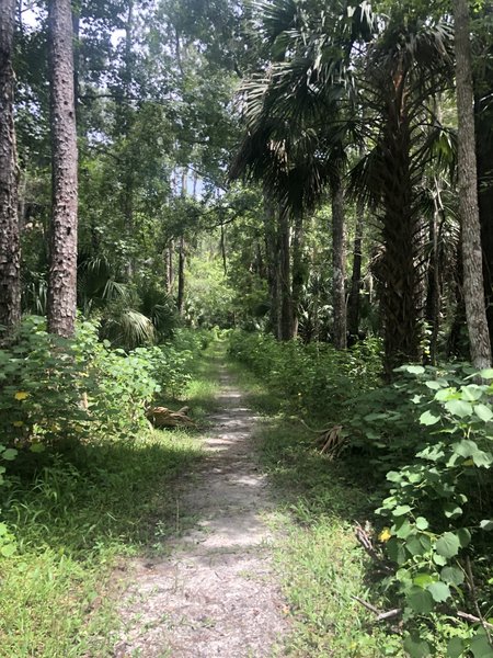 Black bear is one of the best hikes in the area!