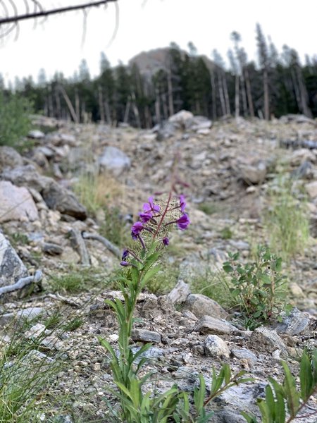 Natural restoration in progress, 6 years after the landslide. Take care along this part of the trail, please do not step on even the smallest blade of grass.