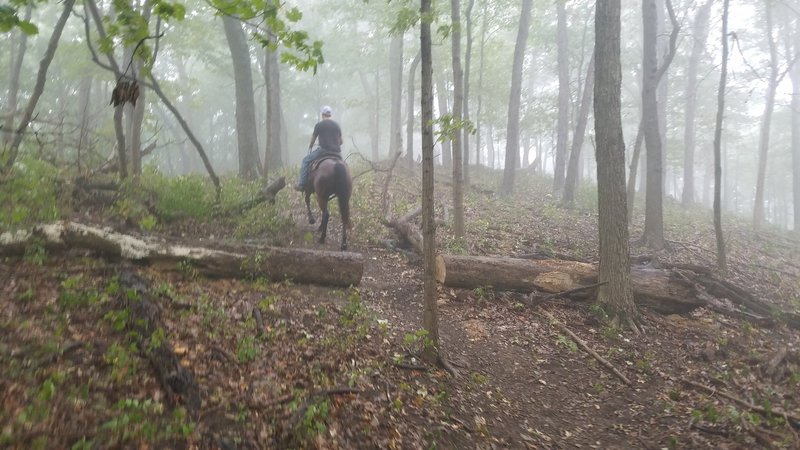 Reaching the summit of Sugarloaf Mtn. Three horses & riders found the 2.2 mile trail quite challenging, yet beautiful. Much steeper than anticipated, the trails had washed gullies & many tree roots & a few downed trees to negotiate. Not for green horses.