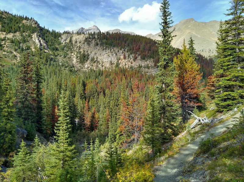 The rugged mountains and valleys that Maligne Pass Trail runs through. Poligne Creek is in the valley below the trail (lower right corner).