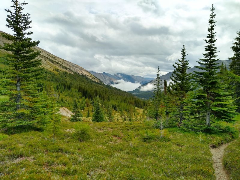 Mountains, the thinning fir forest, and meadows are seen behind, to the southeast, as Maligne Pass Trail climbs to Maligne Pass.