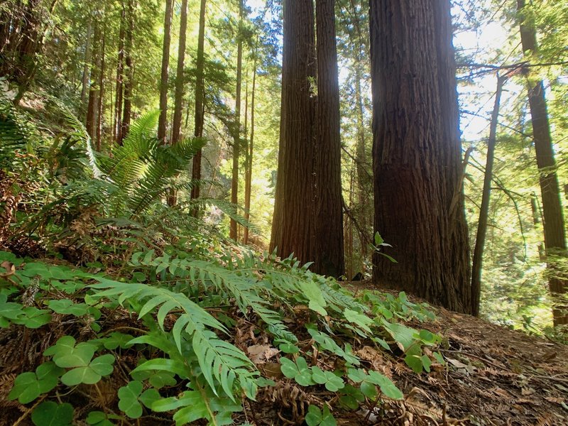 Typical scenery for the area. Near a stone bench, which is marked on the park map.