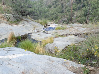 One of several springs along the Crystal Springs portion of the AZT Passage 11b trail.