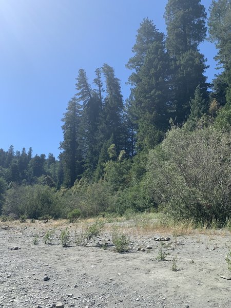 Looking up at the redwoods in the Tall Trees Grove. This photo is close to where the trail enters into the woods again.