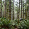 Lush forest and ferns start the Kings Mountain Trail