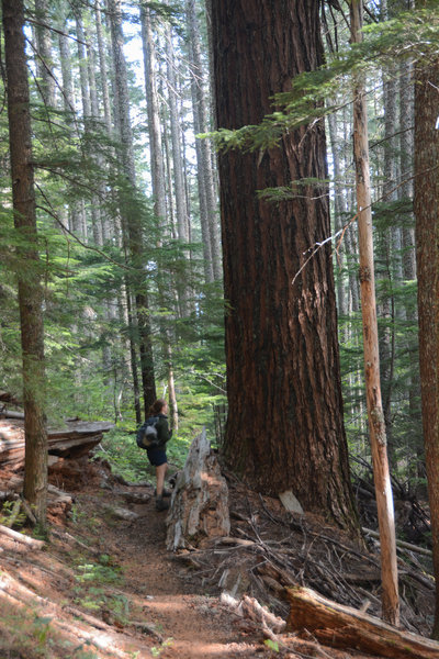 An example of old growth along Observation Trail