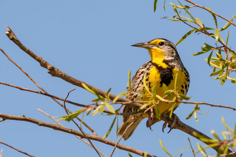 Western Meadowlark