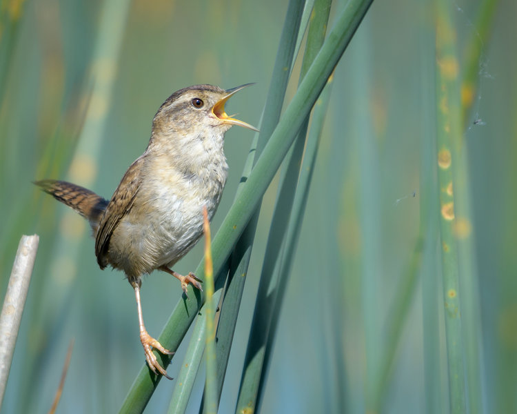 Marsh Wren