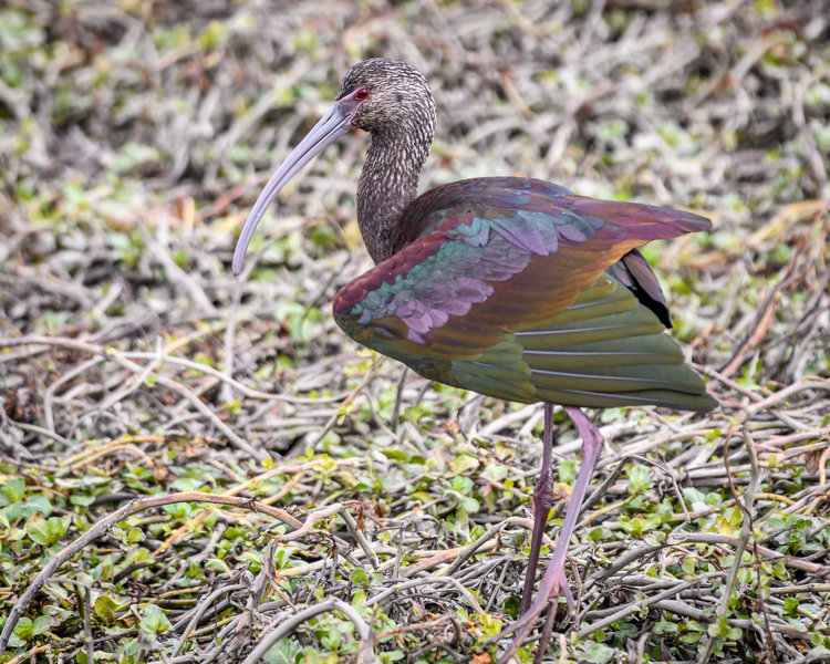 White-faced Ibis