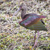 White-faced Ibis