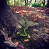 Green Ribbon snake along the McCarty Loop