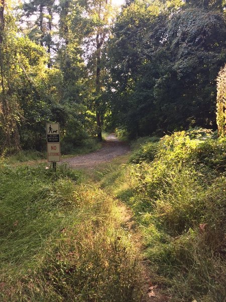 Transition to old service road after approximately .15 miles in on the Kate Kennard Trail.