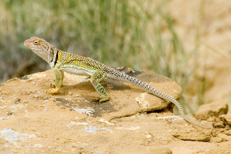 collared lizard Crotaphytus collaris