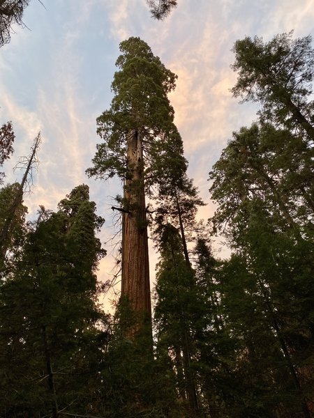 The towering giant sequoias.