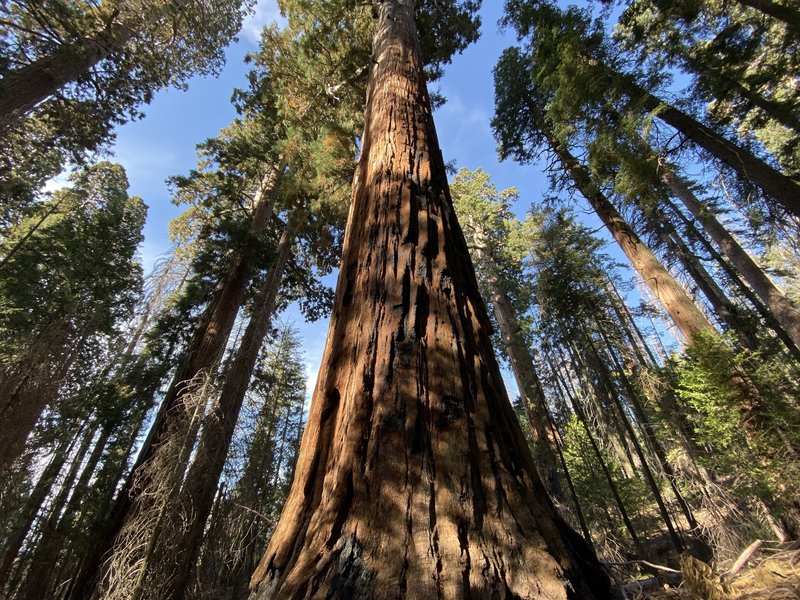 The Giant Sequoias.