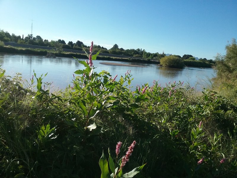 The Rio Grande and bistorta in bloom