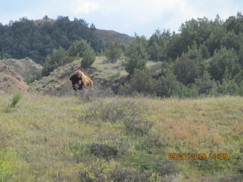 A bison on lookout duty for his herd. Painted Canyon Trail near the junction with Upper Paddock Creek Trail.