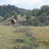 A bison on lookout duty for his herd. Painted Canyon Trail near the junction with Upper Paddock Creek Trail.